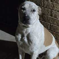 Thumbnail photo of Griffin #1