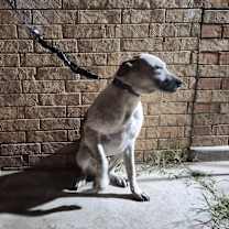 Thumbnail photo of Griffin #2