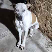 Thumbnail photo of Griffin #3