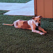 Thumbnail photo of Griffin #4