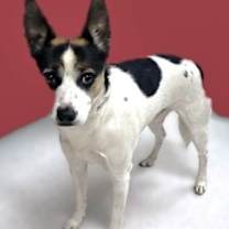 Thumbnail photo of Rascal #3