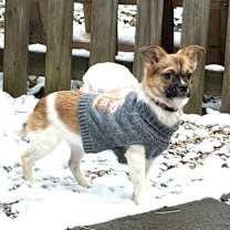 Thumbnail photo of Chloe #1