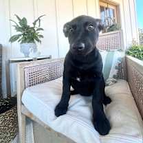 Thumbnail photo of Fruit Loop #3