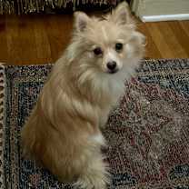 Thumbnail photo of Perry #1