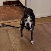 Thumbnail photo of Capo #3