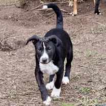 Thumbnail photo of Sam- Sweet boy #1