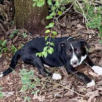 Thumbnail photo of Sam- Sweet boy #2