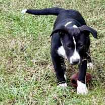 Thumbnail photo of Sam- Sweet boy #3