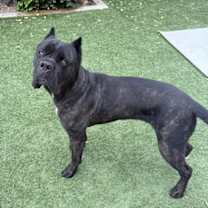 Thumbnail photo of Grizz #1