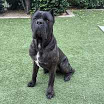 Thumbnail photo of Grizz #2