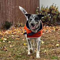 Thumbnail photo of Riley #4