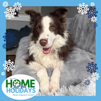 Thumbnail photo of Rosie #1