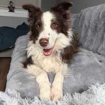 Thumbnail photo of Rosie #2