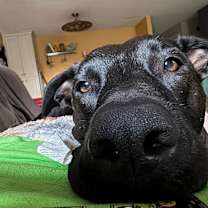 Thumbnail photo of Knuckles #1