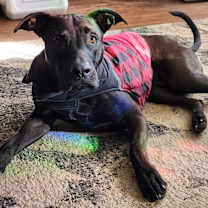 Thumbnail photo of Knuckles #2