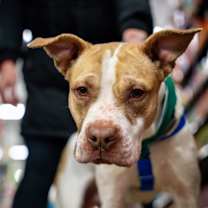 Thumbnail photo of Casserole #1