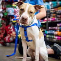 Thumbnail photo of Casserole #2