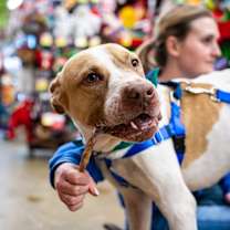 Thumbnail photo of Casserole #3