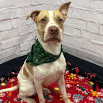 Thumbnail photo of Casserole #4