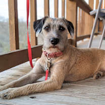 Thumbnail photo of Cookie #1