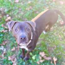 Thumbnail photo of Lyra #2