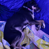 Thumbnail photo of Dingus #4