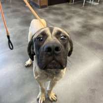 Thumbnail photo of Grant (GA) #2