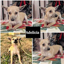 Thumbnail photo of Adelicia #1