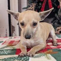 Thumbnail photo of Adelicia #2