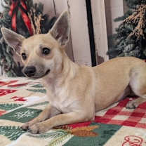 Thumbnail photo of Adelicia #4