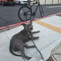 Thumbnail photo of Dazie #2