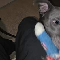 Thumbnail photo of Dazie #3