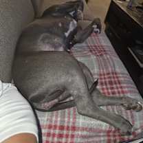 Thumbnail photo of Dazie #4