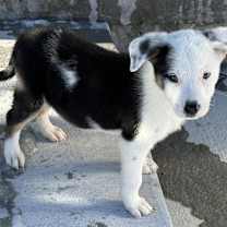 Thumbnail photo of Zeus #1