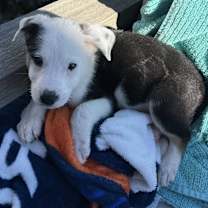 Thumbnail photo of Zeus #3