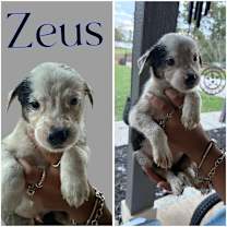 Thumbnail photo of Zeus #4