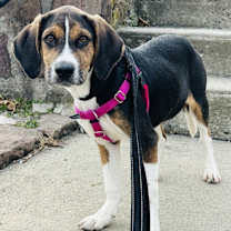 Thumbnail photo of Snickerdoodle #4