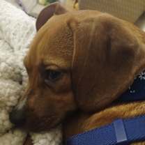 Thumbnail photo of Chloe #4