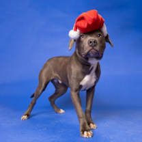 Thumbnail photo of Salutations #2