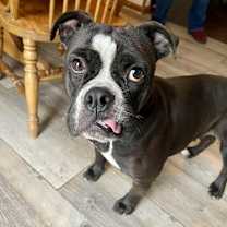 Thumbnail photo of Leela #4