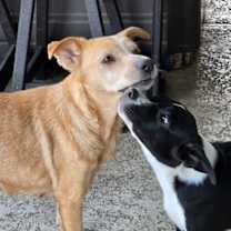 Thumbnail photo of Dexter #3