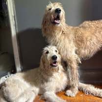 Thumbnail photo of Charlee #2