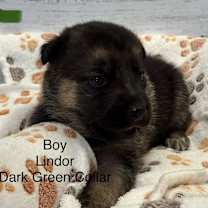 Thumbnail photo of Lindor #4