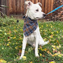 Thumbnail photo of Macaroni #4