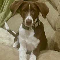 Thumbnail photo of Oakley #2