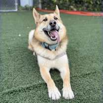 Thumbnail photo of Indy (Courtesy Post) #3