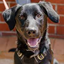 Thumbnail photo of Ace #1