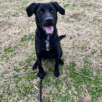 Thumbnail photo of Ace #2