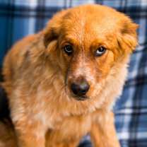 Thumbnail photo of Leviathan #2