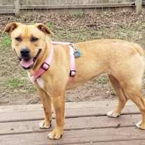 Thumbnail photo of Ophelia - I'll Be Home for Christmas Promo #2